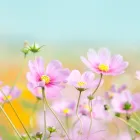 プライバシーポリシー